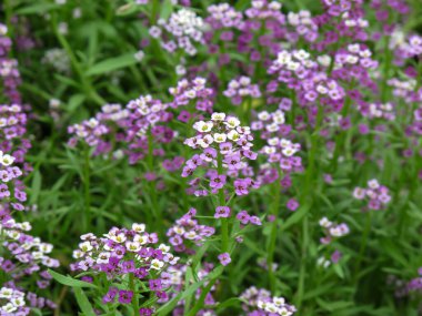 Lobularia maritima ya da Alyssum maritimum bitkisini yaz günü mor çiçekle kapatın..