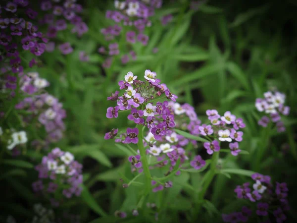 Primer Plano Flores Alyssum Púrpura Con Fondo Borroso Hermosa Flor — Foto de Stock