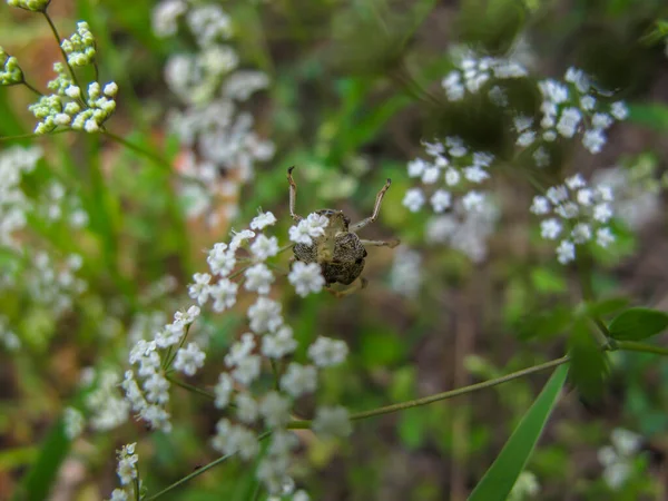 夏天菊花在草地上绽放 美丽的白色雏菊 野外野生动物景观 — 图库照片