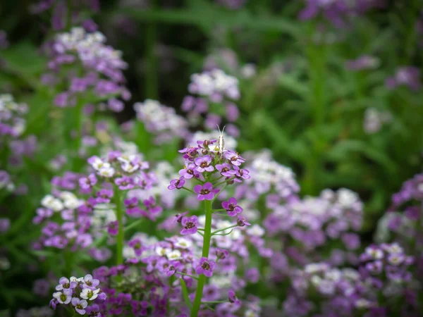 Close Purple Sweet Alyssum Flowers Garden Summer Time — Stock Photo, Image