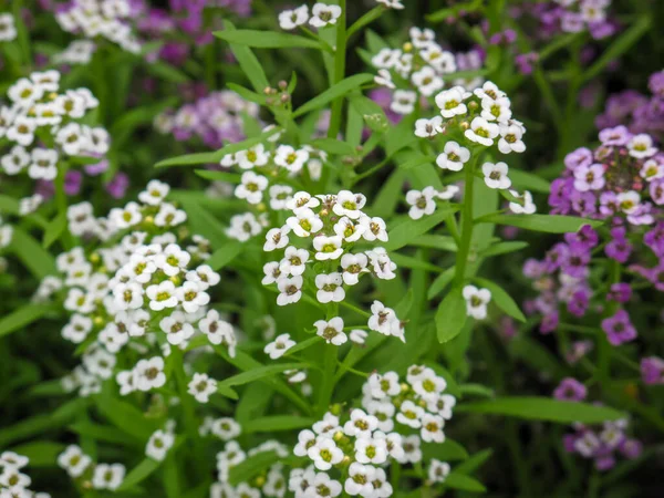 Szekrény Népszerű Kert Éves Alyssum Alyssum Montanum Fehér Virág — Stock Fotó