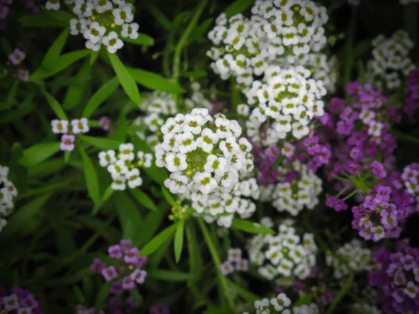 Close Bunch Minúsculo Branco Violeta Alyssum Alyssum Montanum Flores Sobre — Fotografia de Stock