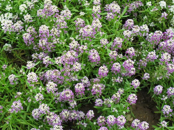 白色和紫色的菊花在花园里盛开的背景 春夏两季花 — 图库照片