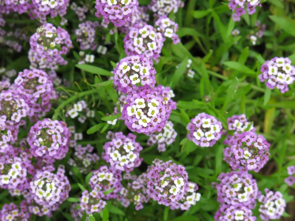 Blooming Sweet Alyssum Dwarf Purple Sweet Alice Sweet Alison Lobularia — 스톡 사진