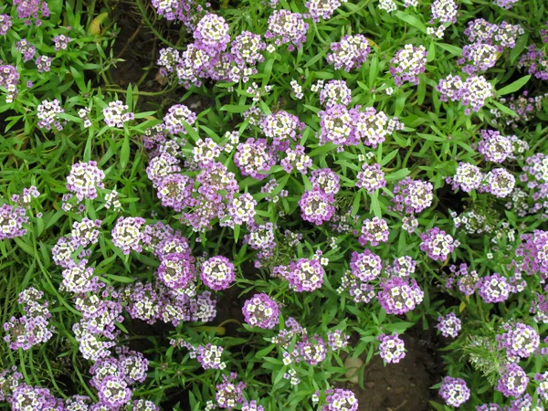 花园里有一束小小的白色和紫色的菊花 绿色背景下美丽的菊花 — 图库照片