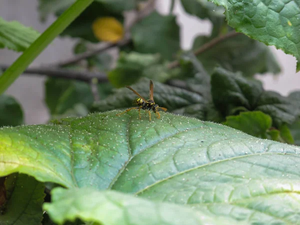 Una Avispa Amarilla Sobre Hoja Verde Día Verano Una Avispa — Foto de Stock