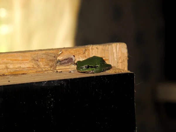 Closeup One Green Tree Frog Sitting Wood Treefrog Summer — Stock Photo, Image