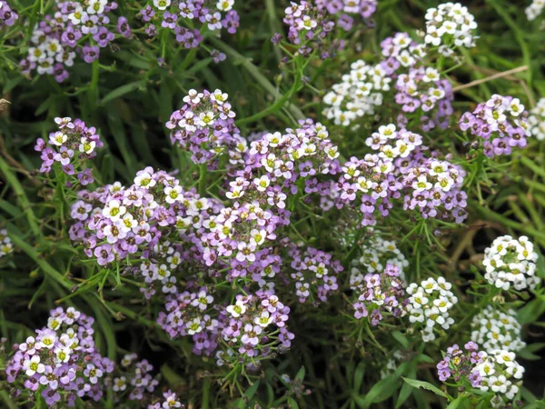 Цветы Белого Фиолетового Алиссума Летнем Саду Природный Ландшафтный Дизайн Цветок — стоковое фото