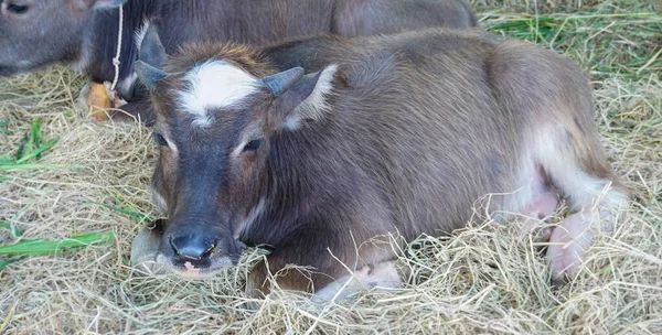 Genç bufalo samanlıkta yatıyor..