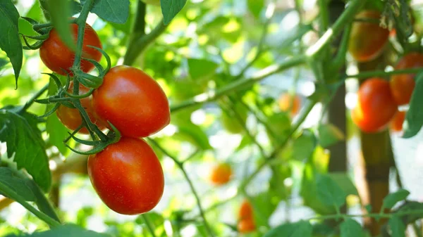 Tomate Vermelho Pendurado Videira Imagens De Bancos De Imagens