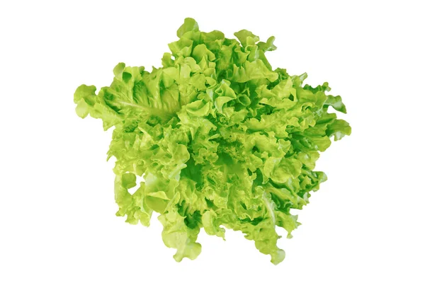 Green Oak Lettuce Isolated White Background Clipping Path — Stock Photo, Image