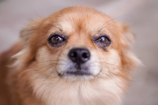 Brauner Chihuahua Hund Aus Nächster Nähe — Stockfoto