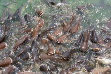 Pangasius 'a gölde dikiş balığı yediriyorum..