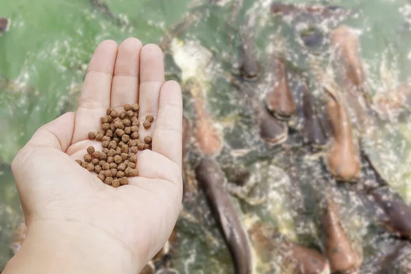 Pelletler, geniş bir balık grubunun bulanık arka planıyla balıkları besler..