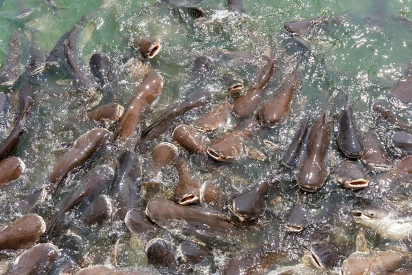 Pangasius 'a gölde dikiş balığı yediriyorum..