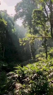 Yemyeşil Ormanda Altın Gün Doğumu Sabah Sahnesi Videosu