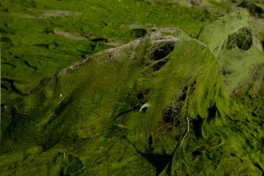 Çamurun kozmik manzarası, su seviyesi düştükten sonra ortaya çıkar.