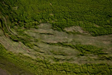 Çamurun kozmik manzarası, su seviyesi düştükten sonra ortaya çıkar.