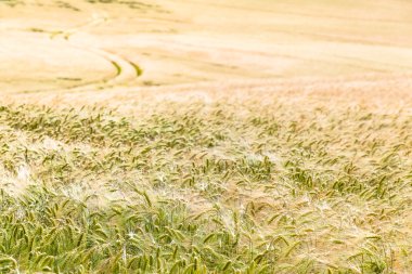 Büyüyen mısır tarlası ve ufuk yolunu