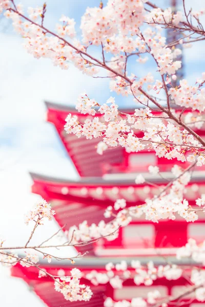 Cherry Blossom Season — Stock Photo, Image