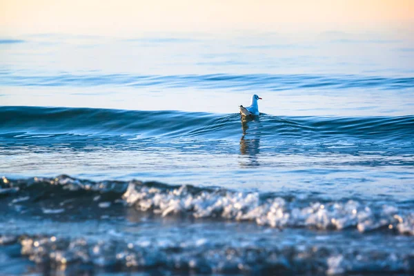 Seagull Swimming Small Shore Wave Baltic Sea Twilight Horizon Soft — Stock Photo, Image
