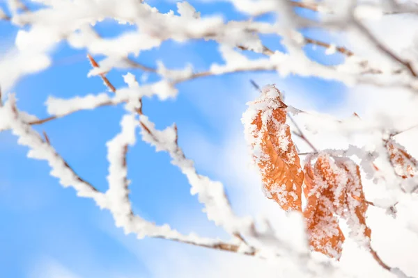 Bright Snowy Tree Detail Background Ice Covered Twigs Old Leaves — Stock Photo, Image