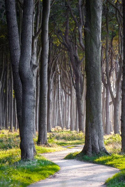 Camino oscuro del bosque — Foto de Stock