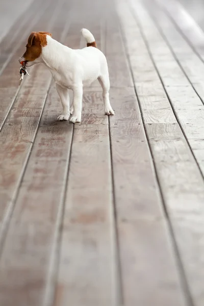 Lindo pequeño titular de la llave perro mirando hacia atrás —  Fotos de Stock