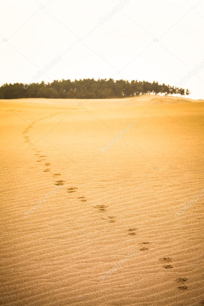 Desert Trail of Hope Forward