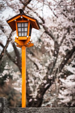 Sakura fener