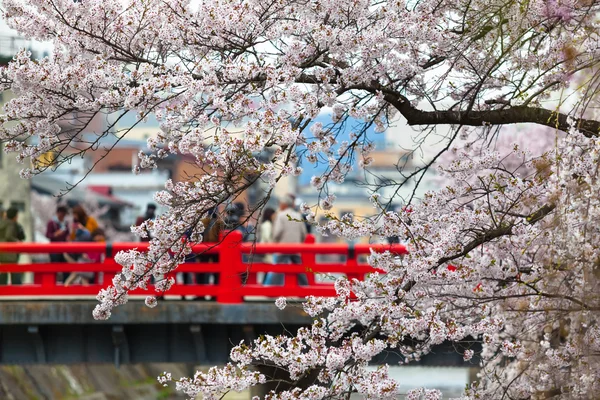 Sakura Sezon seyahat — Stok fotoğraf