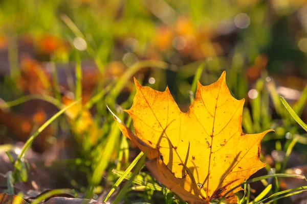 Fall Leaf at a Meadow Stock Picture