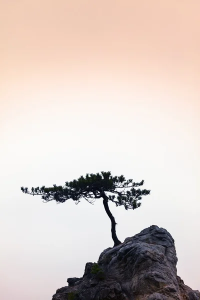 Sessizlik - küçük bir kaya üzerinde küçük bir ağaç