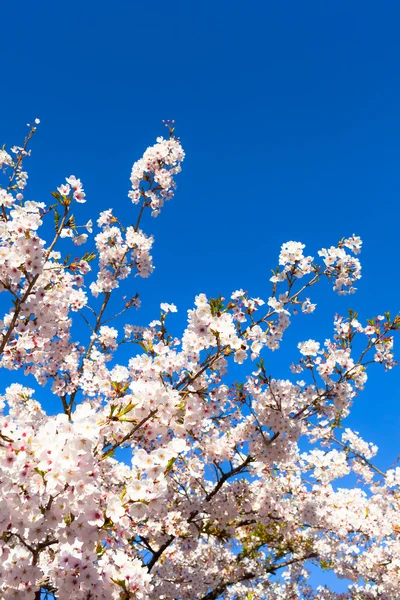 Cherry Blossom Time — Stock Photo, Image