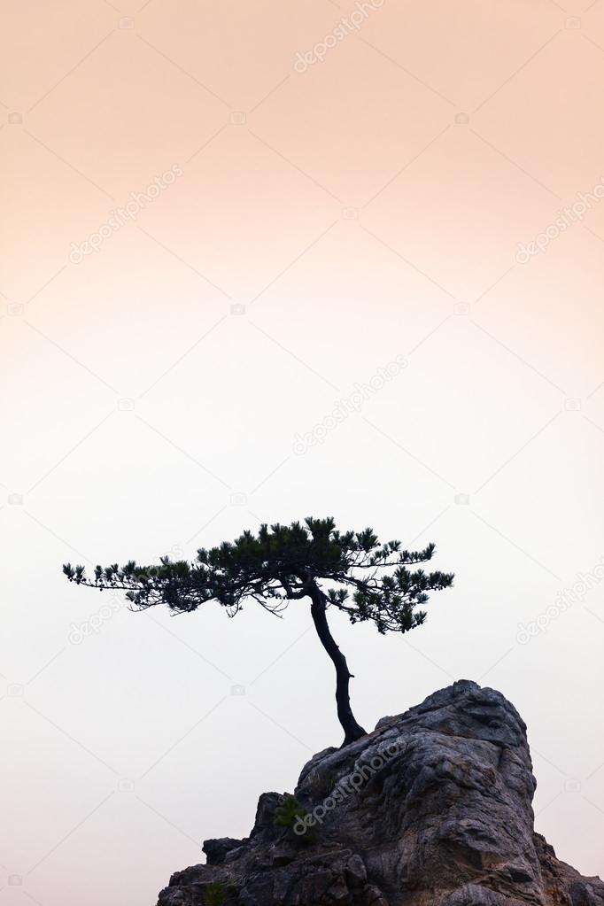 Silence - A Little Tree on a Little Rock