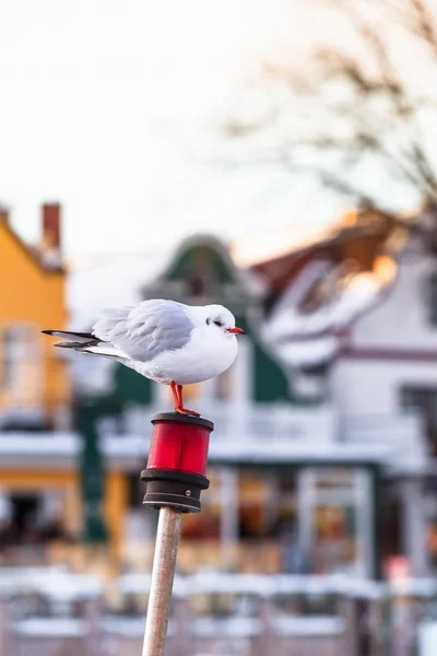 Małe miasteczko port Seagull — Zdjęcie stockowe