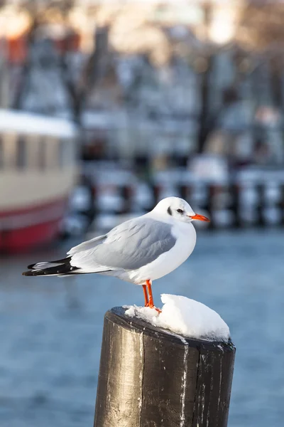 Harbor Måsen på vintern — Stockfoto