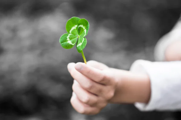 Four-Leaved Clover in a Child Hand — Stock Photo, Image