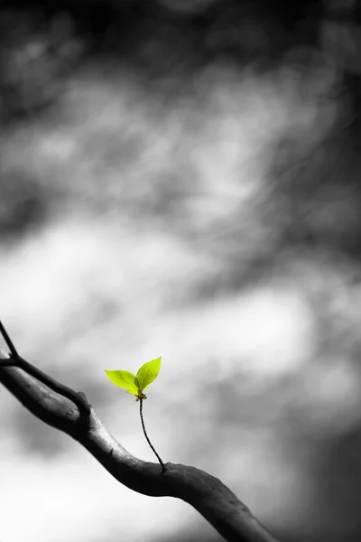 Ein Neuanfang — Stockfoto