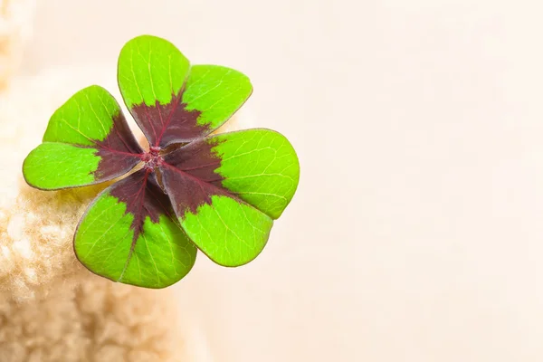 Lucky Clover Leaf — Stockfoto