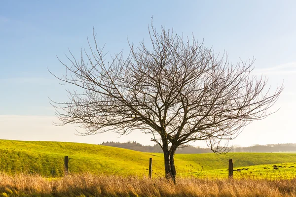 Één boom op veldrand — Stockfoto