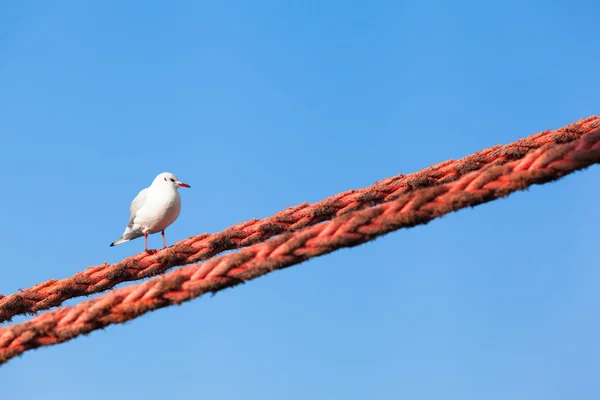 Seagull titta höger upp — Stockfoto