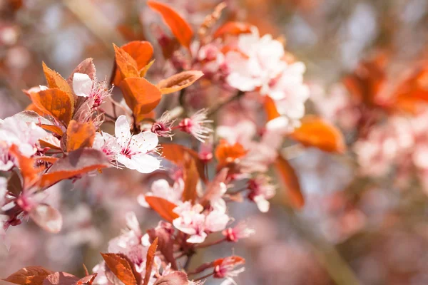 Fleurs de cerisier et feuilles rouges — Photo