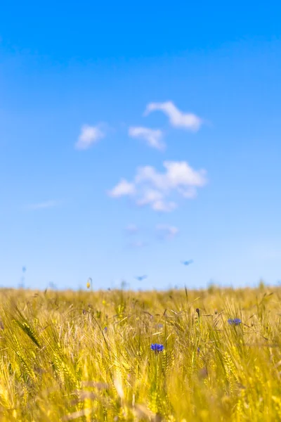 Pradera de verano — Foto de Stock