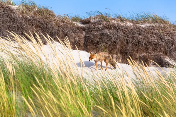 Fox à la dune de sable — Photo