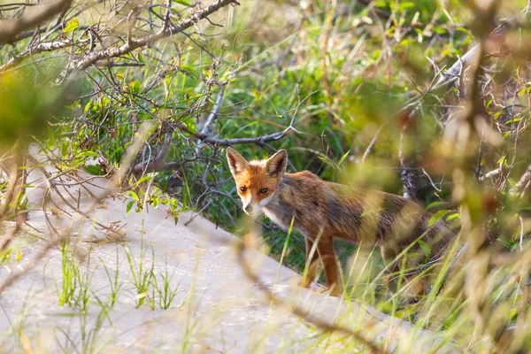 Fox à Undergrowth — Photo