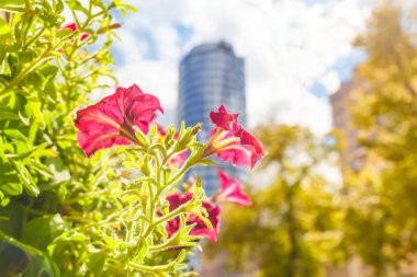 Modern çiçekli şehir