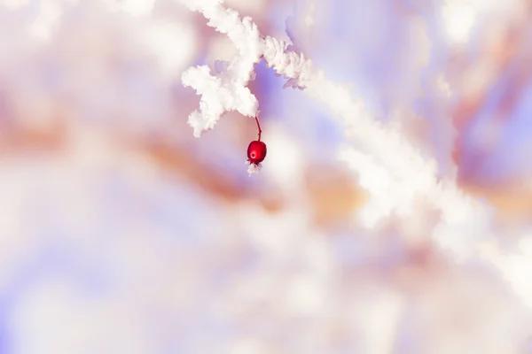 Bayas en invierno — Foto de Stock