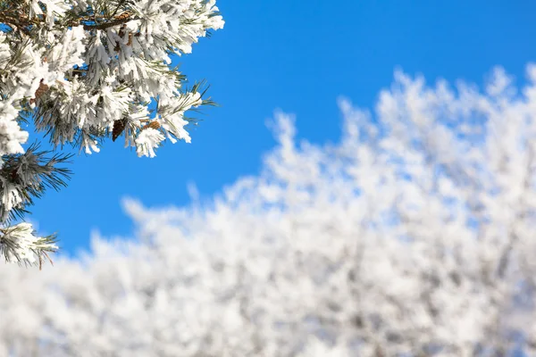 Takjes vol met sneeuw in de Winter Wonderland — Stockfoto