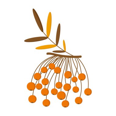 Web tasarımında kullanılmak üzere beyaz arkaplanda turuncu viburnum üzümü